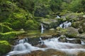 Rainforest river in Yakusugi Land on Yakushima Island, Japan Royalty Free Stock Photo